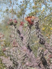 Cylindropuntia thurberi versicolor