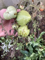 Phytophthora infestans