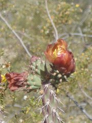 Cylindropuntia thurberi versicolor
