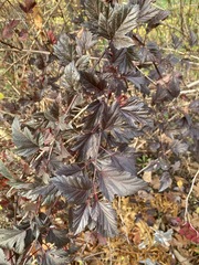 Rubus laciniatus