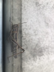 Schistocerca americana