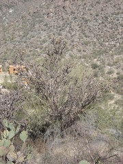 Cylindropuntia thurberi