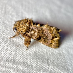 Callopistria rivularis