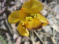 Cylindropuntia thurberi versicolor