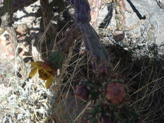 Cylindropuntia thurberi versicolor