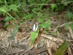 Stiboges nymphidia