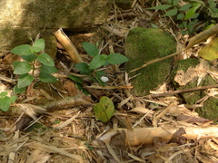 Stiboges nymphidia