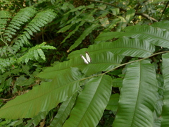 Stiboges nymphidia