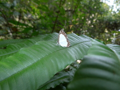 Stiboges nymphidia