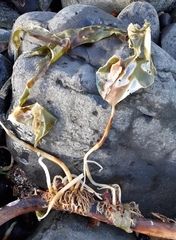 Laminaria digitata