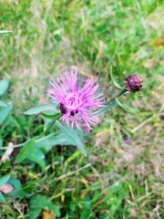 Centaurea jacea