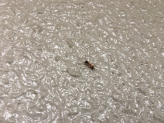 Myrmarachne elongata