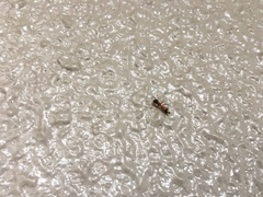 Myrmarachne elongata