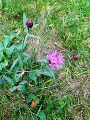 Centaurea jacea