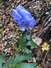 Aconitum carmichaelii