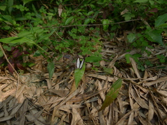 Stiboges nymphidia