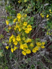 Tropaeolum brachyceras
