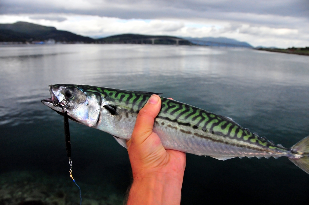 Atlantic Mackerel