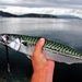 Atlantic Mackerel - Photo (c) nhm, some rights reserved (CC BY-NC)