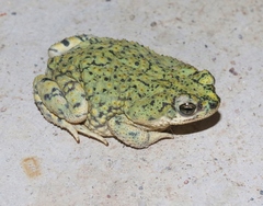 Green Toad photo 4