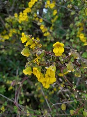 Tropaeolum brachyceras