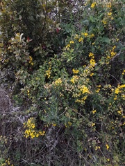 Tropaeolum brachyceras