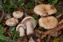 Lactarius pallidus