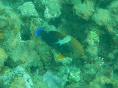 Centropyge potteri