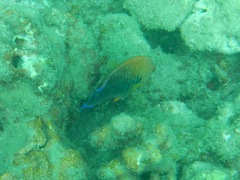 Centropyge potteri