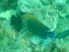 Centropyge potteri
