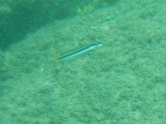 Plagiotremus goslinei