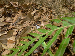 Stiboges nymphidia