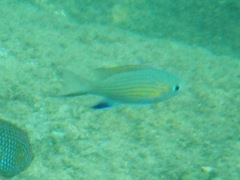 Pycnochromis vanderbilti