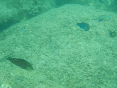 Pycnochromis vanderbilti