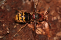 Vespa crabro