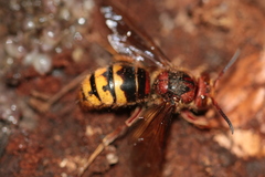 Vespa crabro