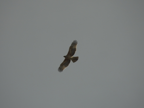 Aigle de Bonelli, jeune