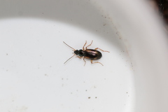 Bembidion tetracolum