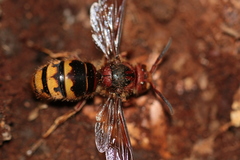 Vespa crabro