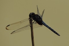 Indothemis limbata