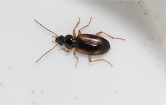 Bembidion tetracolum