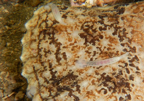 Calliobdella lophii