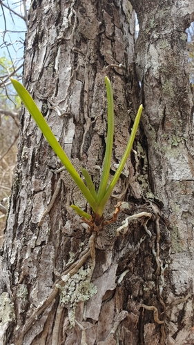 Angraecum image