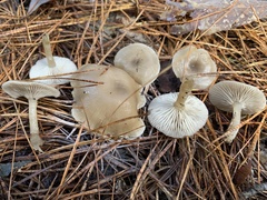 Clitocybe subditopoda