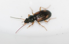Bembidion tetracolum