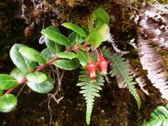 Vaccinium dentatum