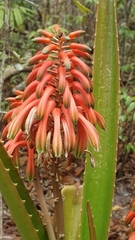 Aloe occidentalis