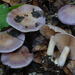 Cortinarius caerulescens - Photo (c) Marco Floriani,  זכויות יוצרים חלקיות (CC BY-NC), uploaded by Marco Floriani