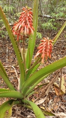 Aloe occidentalis