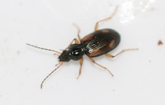 Bembidion tetracolum